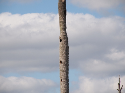 [A close view of one lone palm trunk with three holes all on the left side equally spaced along its trunk.]